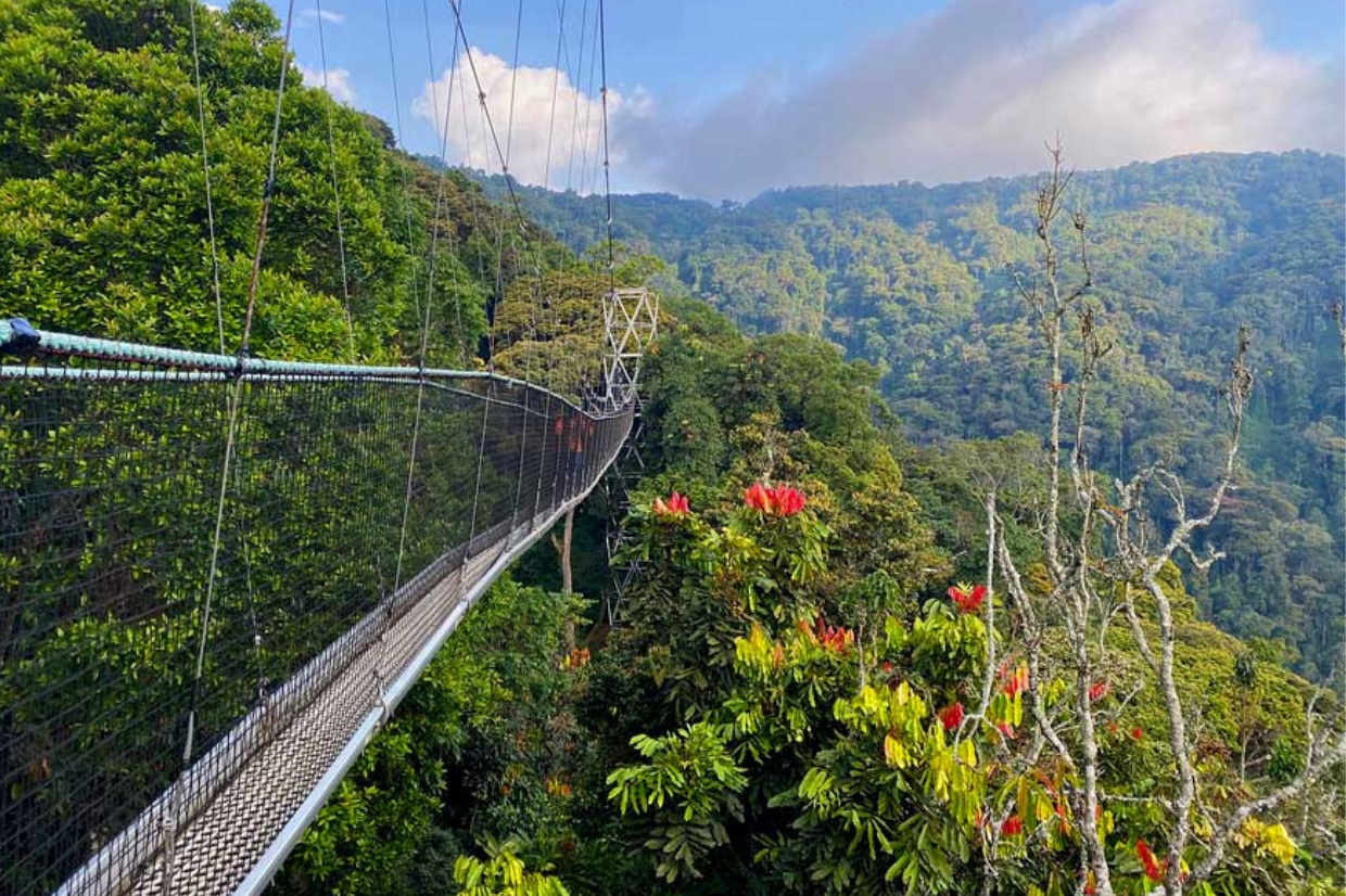 3 days in Nyungwe National Park