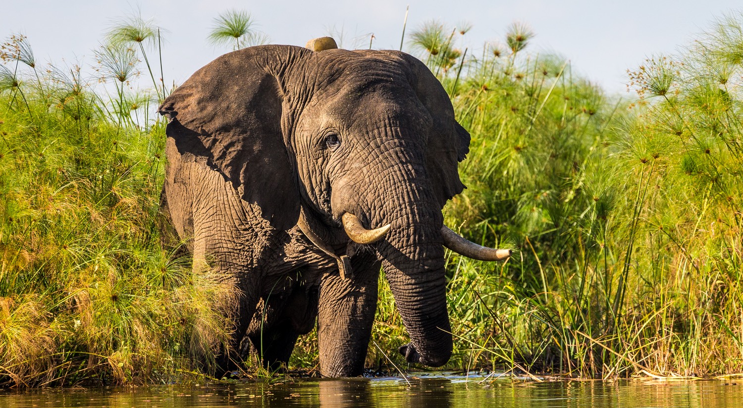 Elephant-in-Akagera-National-Park-photo-by-Marcus-Westberg