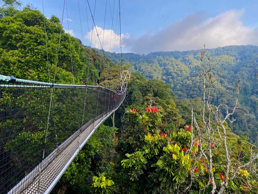 wildlife safari,gorillas,lions,kigali view,Rwanda&#039;s history,mukungwa river,volcanoes national park