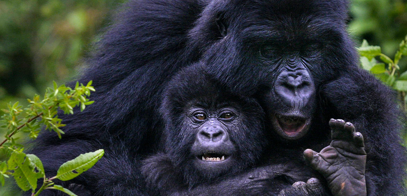 Mountain Gorilla,volcanoes national park,gorilla family,land of thousand hills,iby&#039;iwacu cultural village