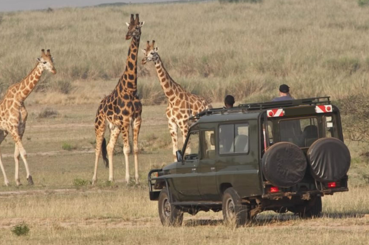 Embark on a 3-Day Safari Adventure in Akagera National Park