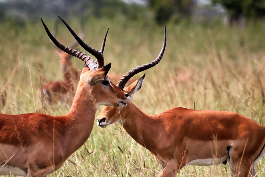 akagera national park,majestic animals,african wilderness,lake ihema,kigali genocide museum,hotel in akagera