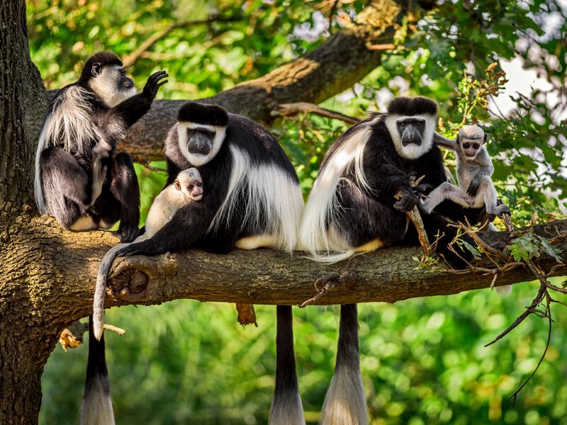 Akagera National Park