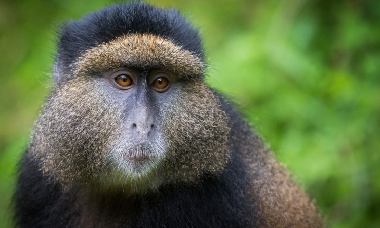 primate trekking,volcanoes national park,nyungwe national park,chimpanzees,discover Rwanda