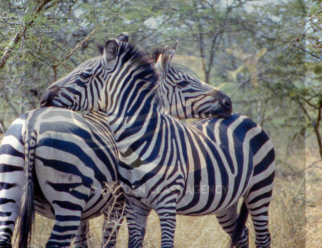 safari splendors akagera national park with golden class travel