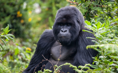 Golden Adventures: A Guide to Gorilla Trekking in Rwanda